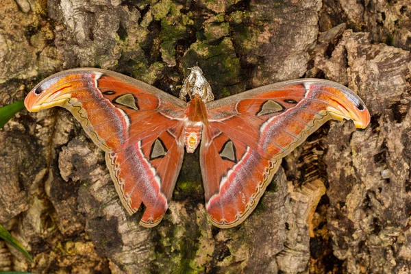 Yaprağın üzerinde kelebek
