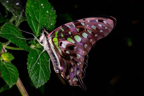 Motýl Listu — Stock fotografie