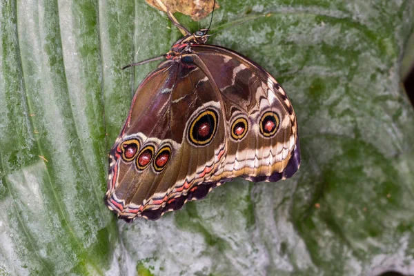 Papillon Sur Une Feuille — Photo