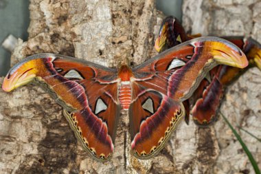 Yaprağın üzerinde kelebek