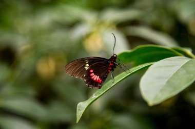 Yaprağın üzerinde kelebek