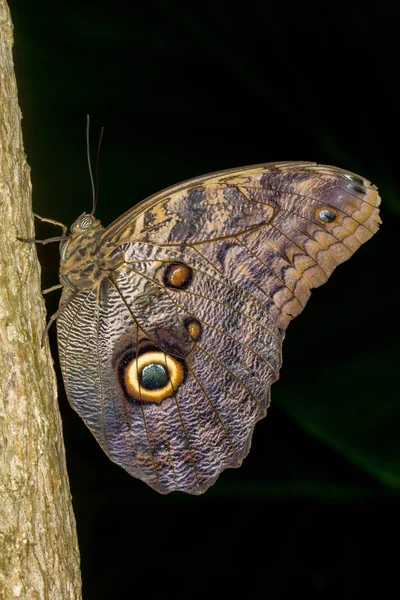 Papillon Sur Une Feuille — Photo