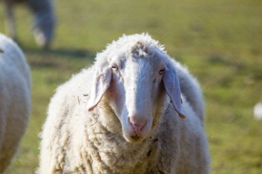 Vahşi çayır on besleme koyun sürüsü