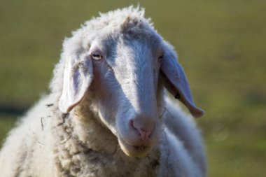 Vahşi çayır on besleme koyun sürüsü