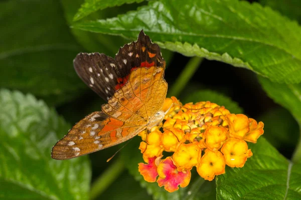 Motýl Listu — Stock fotografie