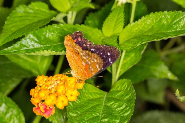 Papillon Sur Une Feuille — Photo