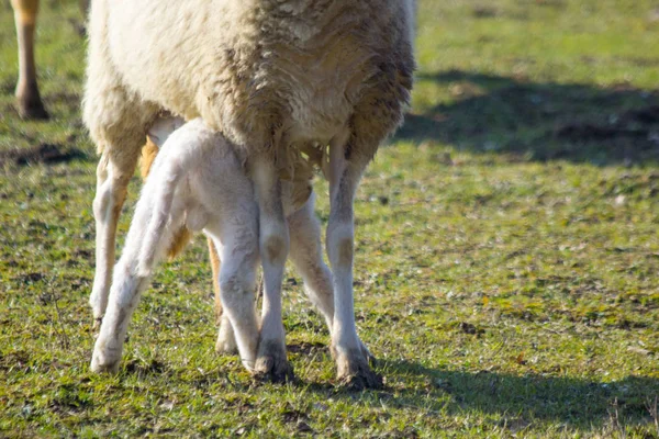 Vahşi Çayır Besleme Koyun Sürüsü — Stok fotoğraf