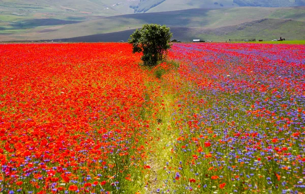 Castelluccio Norcia Italien — Stockfoto