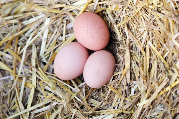 Fresh Egg Nest — Stock Photo, Image