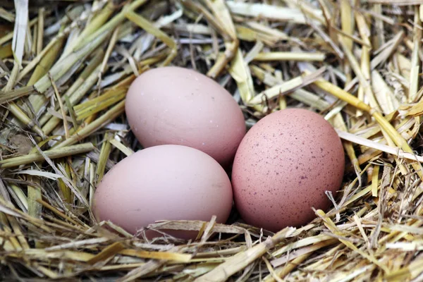 巢中的新鲜鸡蛋 — 图库照片