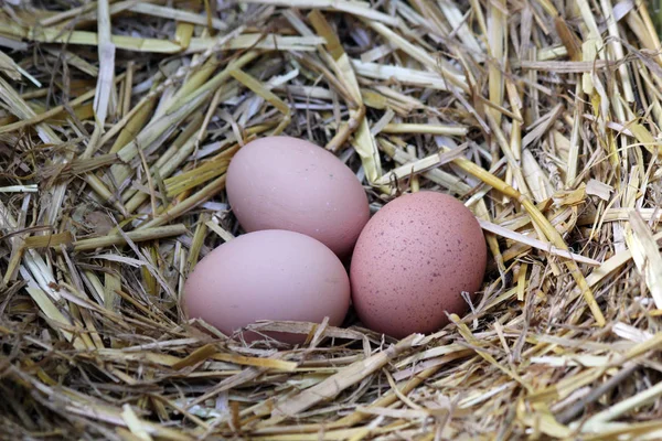 巢中的新鲜鸡蛋 — 图库照片