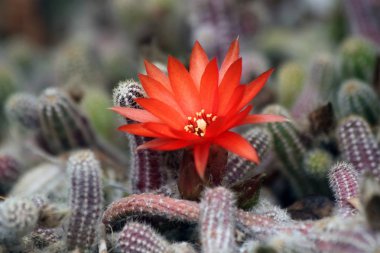 Nadir çiçekler baharda çiçek açtı.