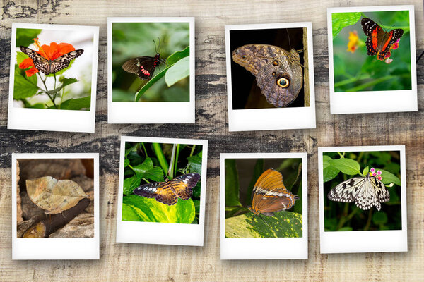 Polaroid butterfly house Italy