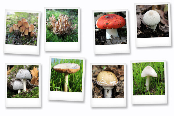 Полароидные серии с грибами
