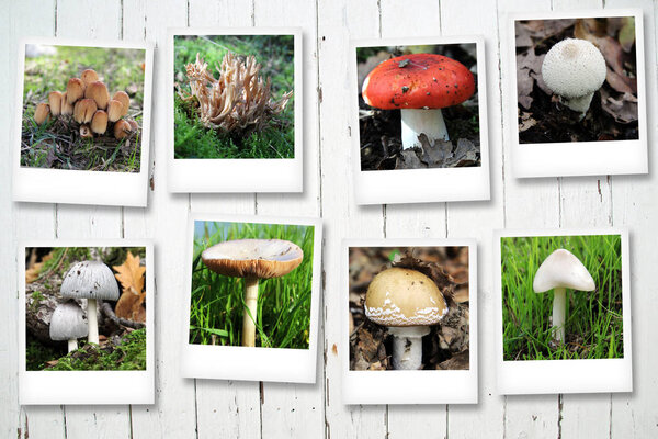 Polaroid series with mushrooms