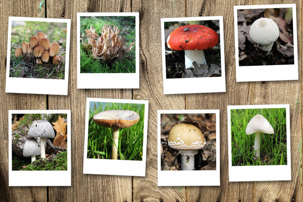 Polaroid series with mushrooms