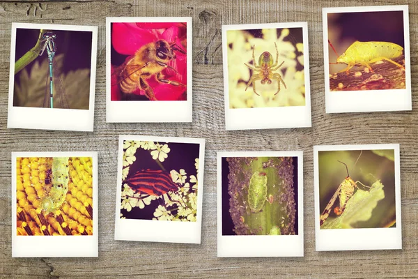 Polaroid Serie Insekter Royaltyfria Stockfoton