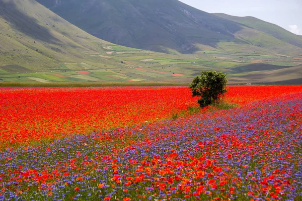 Castelluccio Norciaイタリア — ストック写真