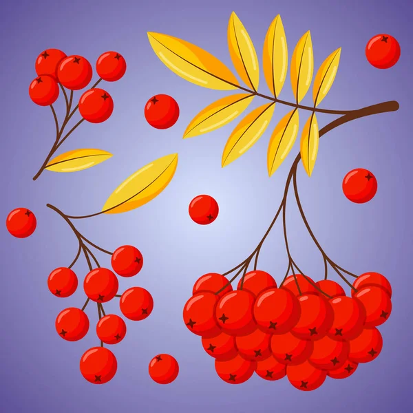 山灰秋季设计风格扁平. 罗文树枝，黄叶和浆果。 在白色背景上孤立的向量图解。 一丛山灰 — 图库矢量图片