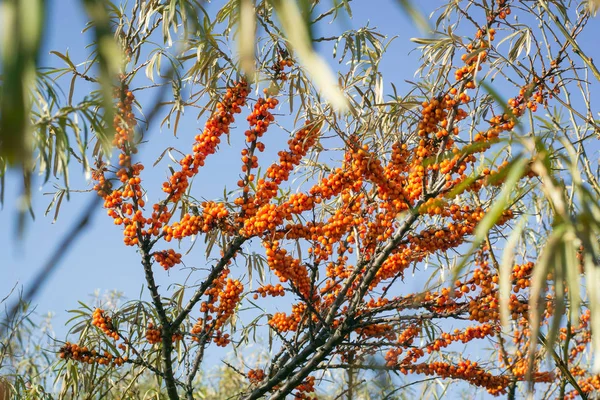 Bacche di olivello spinoso su un ramo contro un cielo blu. Bacca biologica con grandi benefici, utilizzata in medicina, vegetarianismo . — Foto Stock