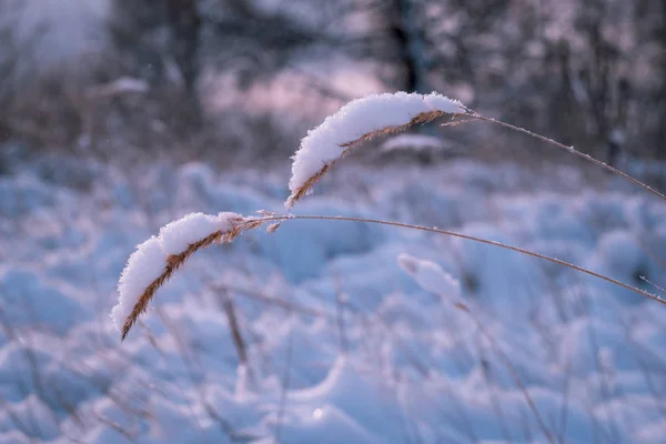 Manhã gelada na floresta de inverno. Spikelets e lâminas de grama em hoarfrost no fundo de um campo nevado e floresta. Um conto de fadas de Inverno. Sensação de solidão — Fotografia de Stock