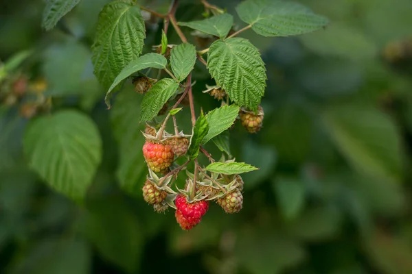 Raspberry berries begin to sing on a branchred. Raspberry plantation raspberry bush with red and green berry. Gardening and Vegetarianism