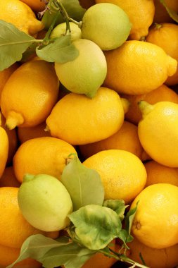 Yapraklı bir grup taze limon.