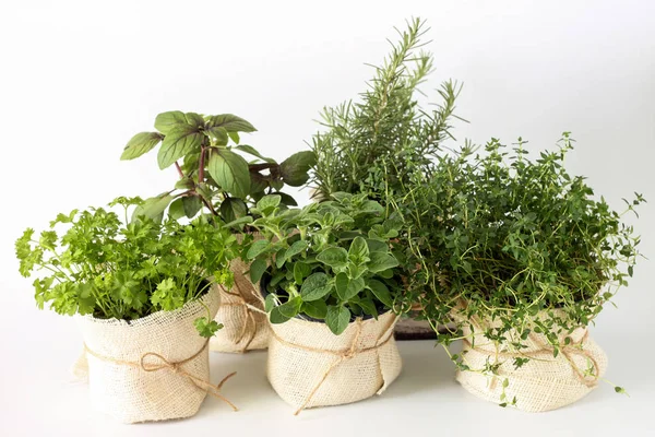 Conjunto Plantas Verdes Vaso Fundo Branco — Fotografia de Stock