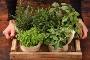 Kap içinde yeşil baharatlı bitkiler. Evde bahçe işleri.