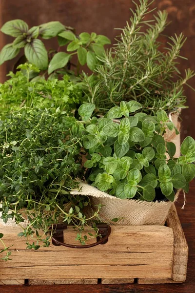 Conjunto Plantas Especiadas Verdes Macetas Jardinería Doméstica —  Fotos de Stock