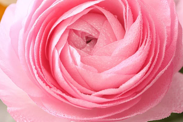 Прекрасный Весенний Цветок Ранункула — стоковое фото