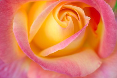 güzel gül gülümsemek