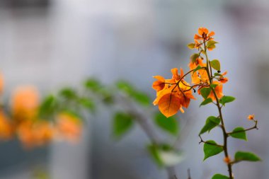 Gün batımında arka planda turuncu çiçekler