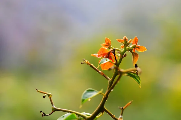 Pomarańczowe Kwiaty Rozmytym Tle Zachodzie Słońca — Zdjęcie stockowe