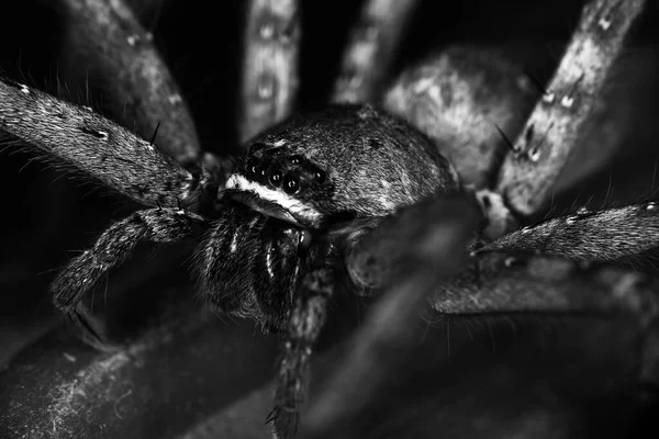 Bahçedeki Büyük Örümcek Siyah Beyaz — Stok fotoğraf