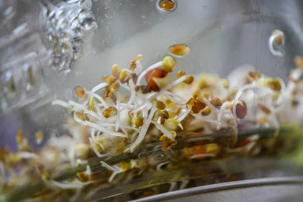 Cam bir kavanozda filizlenen tohumlar.