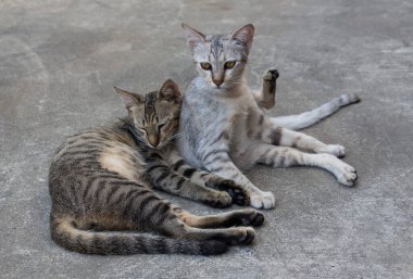 Bir çift evsiz çizgili kedi sokakta