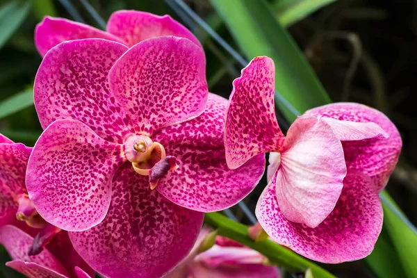 Орхидеи цветы и зеленые листья фона в саду — стоковое фото