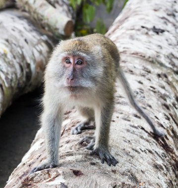Yaşlı maymun büyük ağaca çıkıyor.