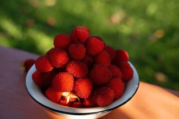 Picking Tibetan raspberries in a tin bowl on the background of natures potions — Stock Photo, Image