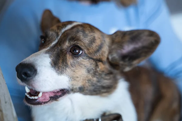 Die Frauen Streicheln Gelbe Corgis — Stockfoto