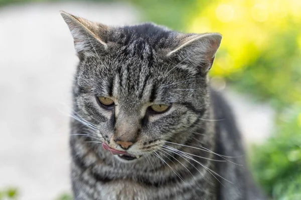 Porträttet Randig Grå Katt Med Grön Bakgrund Sommartid — Stockfoto