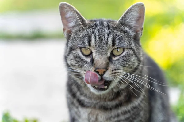 Porträttet Randig Grå Katt Med Grön Bakgrund Sommartid — Stockfoto