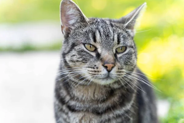 Porträttet Randig Grå Katt Med Grön Bakgrund Sommartid — Stockfoto