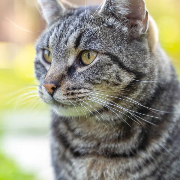 Porträttet Randig Grå Katt Med Grön Bakgrund Sommartid — Stockfoto