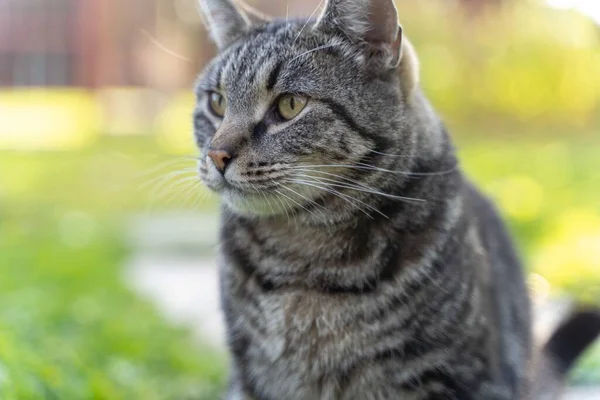 Porträttet Randig Grå Katt Med Grön Bakgrund Sommartid — Stockfoto