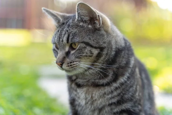 有绿色背景的灰色条纹猫的肖像 — 图库照片