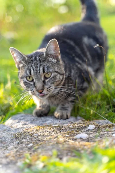 Porträttet Randig Grå Katt Med Grön Bakgrund Sommartid — Stockfoto