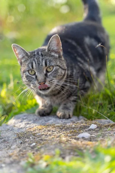 Porträttet Randig Grå Katt Med Grön Bakgrund Sommartid — Stockfoto