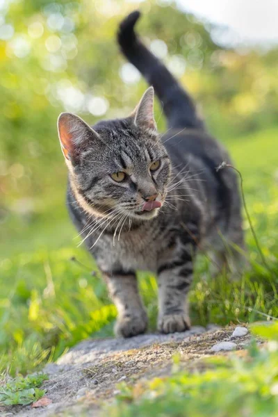 Porträttet Randig Grå Katt Med Grön Bakgrund Sommartid — Stockfoto